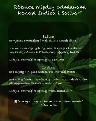 ✨ Indica vs. Sativa – wiesz, czym się różnią? Odkryj różnice i sprawdź, która odmiana jest dla Ciebie odpowiednia 👉 link w...